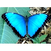 Morpho helenor. South America pupae Morpho helenor. South America pupae